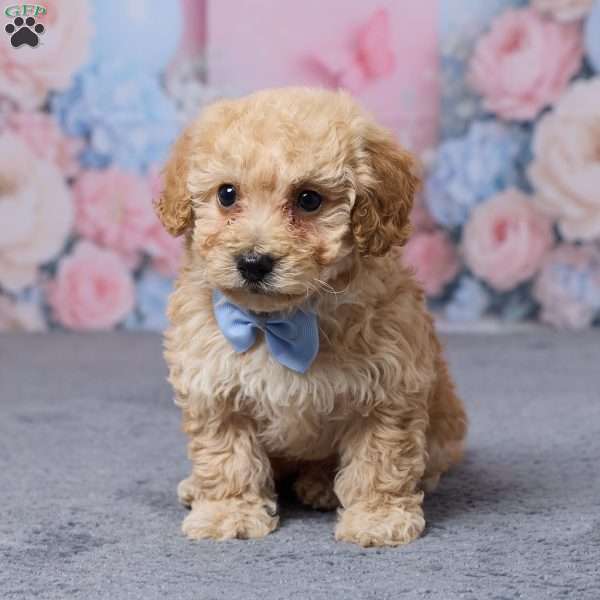 Toronto, Bich-Poo Puppy